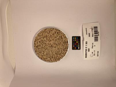 Click for 1 image(s) for this accession. SEED